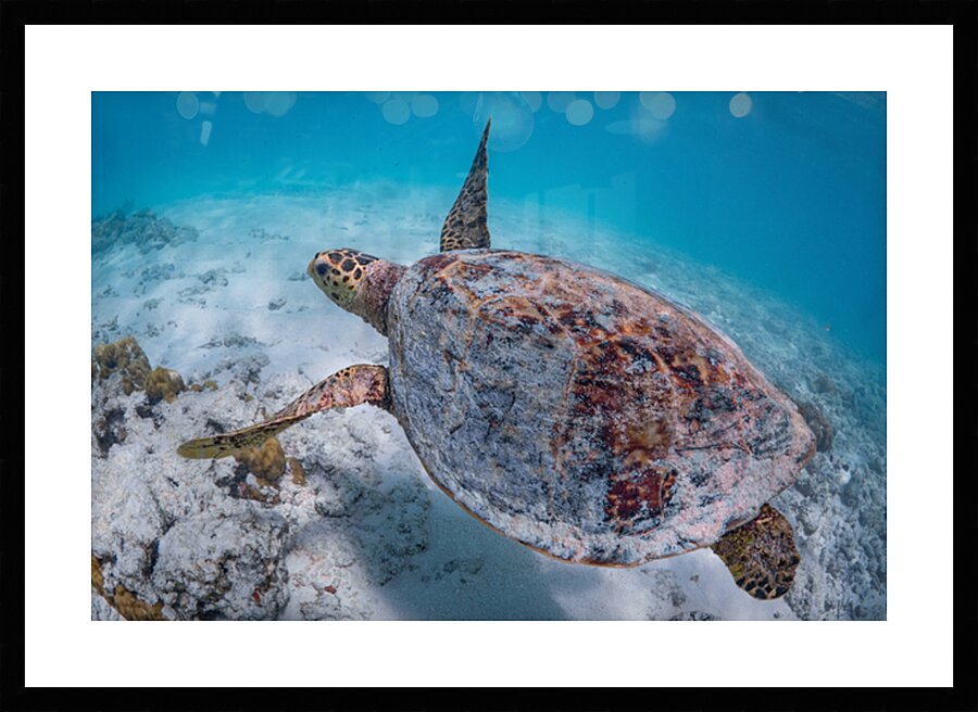 Hawksbill turtle flying in the lagoon by Anthony Leydet
