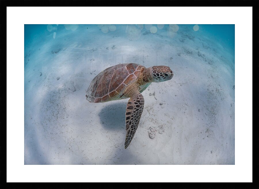 Green turtle and blue water - Maldives by Anthony Leydet