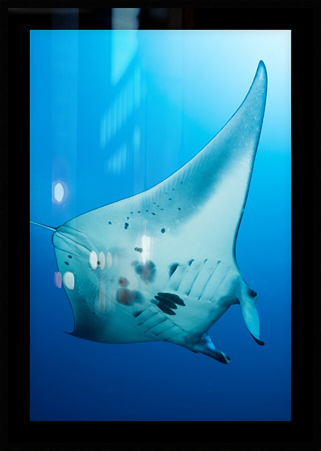 Manta ray in the blue of Tubbataha by Anthony Leydet