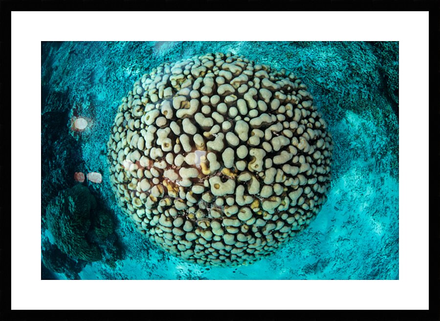 Head coral view by Anthony Leydet