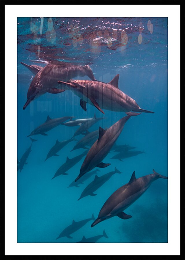 Spinner dolphins pod - Red Sea - Sataya Lagoon by Anthony Leydet
