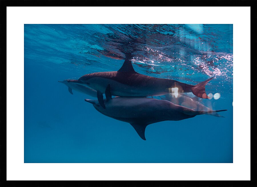 Spinner dolphins mating - Red Sea - Sataya by Anthony Leydet