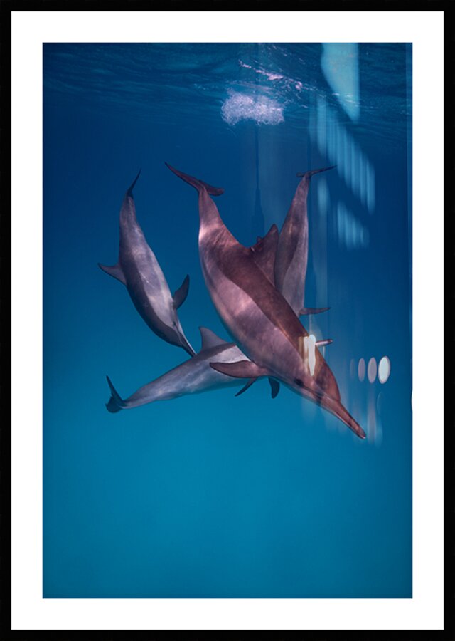 Playful spinner dolphins - Red Sea - Sataya by Anthony Leydet