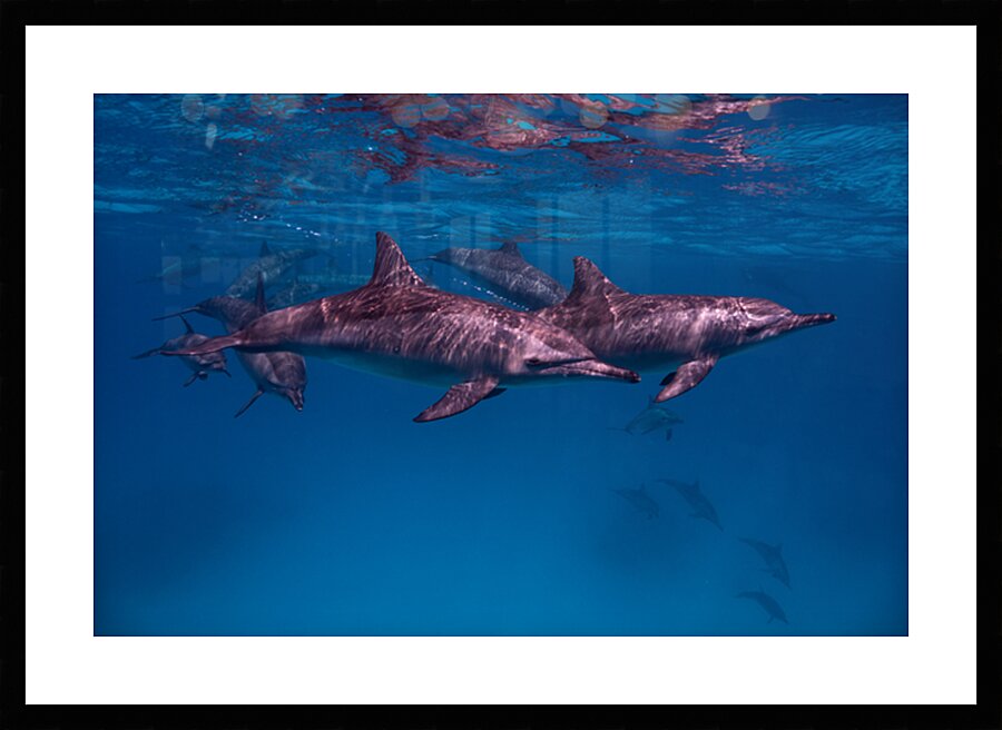 Spinner dolphins - Red Sea - Sataya Lagoon by Anthony Leydet