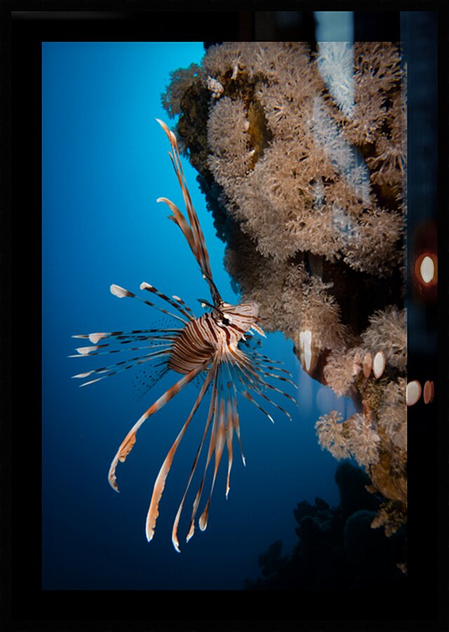 Elegant Lionfish with blu background  by Anthony Leydet