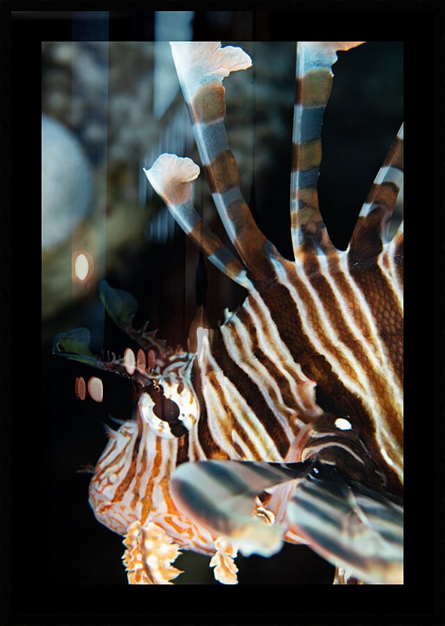 Lionfish close-up Picture Frame print