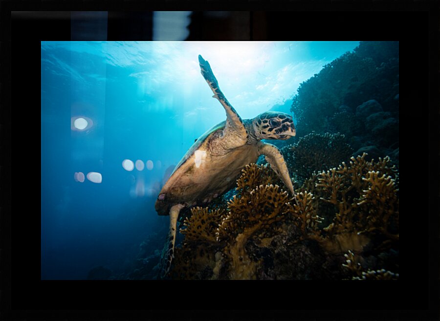Hawsbill turtle climbing corals by Anthony Leydet