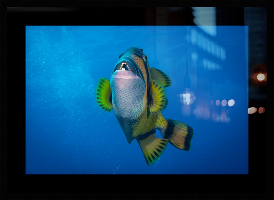 The Impressive Titan Triggerfish by Anthony Leydet