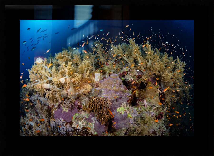 Vibrant coral reef with explosion of life by Anthony Leydet