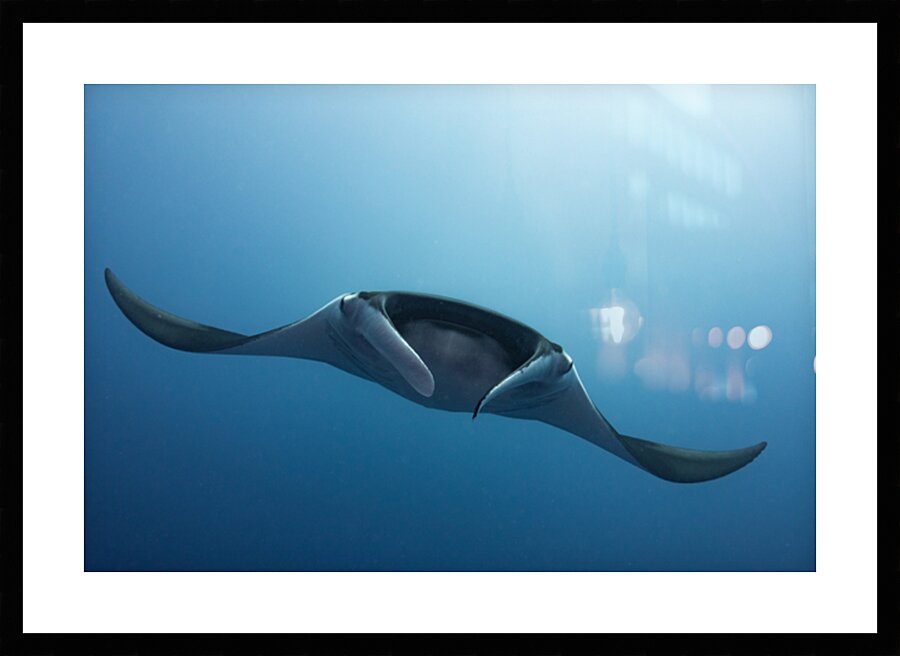 Face to face with manta ray by Anthony Leydet