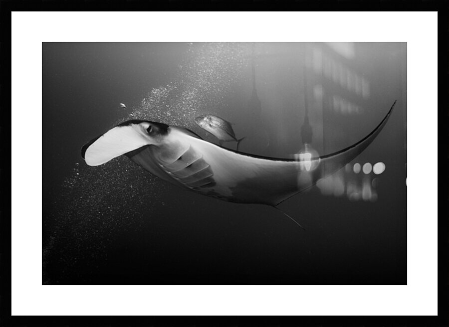 Manta & Jackfish collaboration by Anthony Leydet
