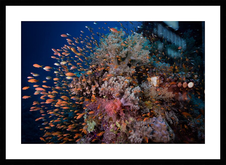 Vibrant coral reef in Egypt by Anthony Leydet