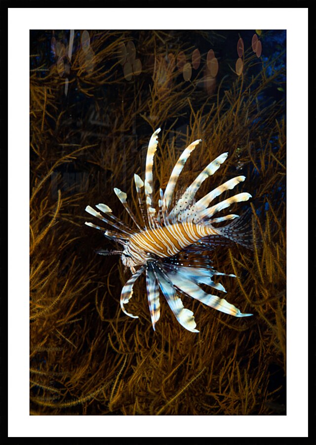 Lionfish Photography Underwater Reef by Anthony Leydet
