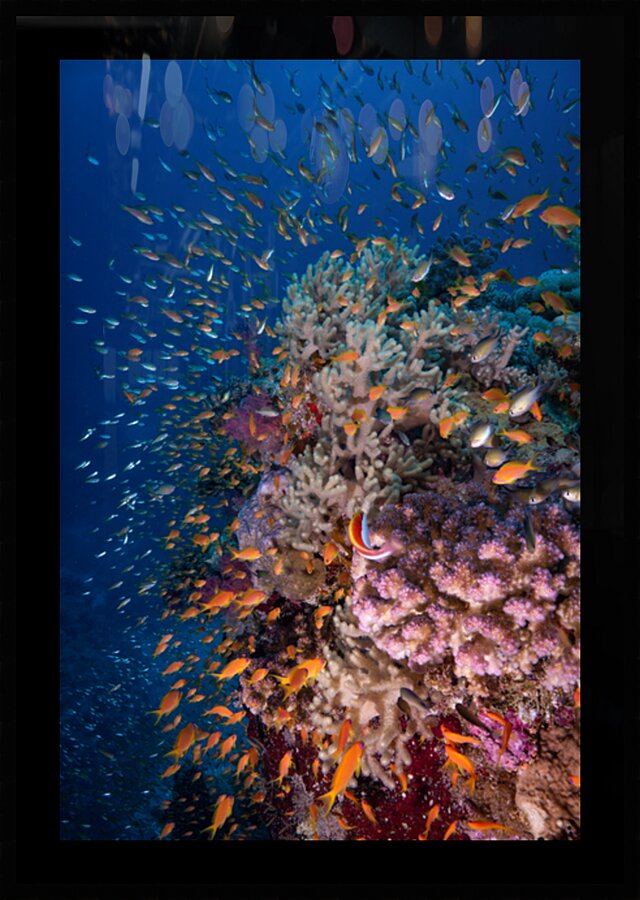 Coral Reef Fish Underwater Photography by Anthony Leydet