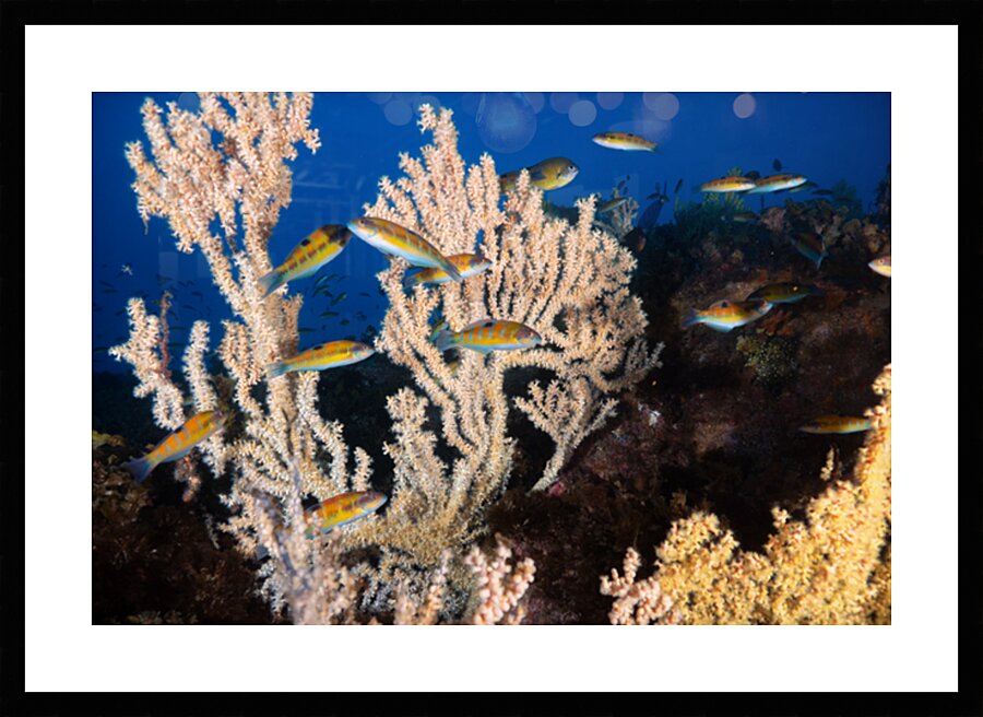 underwater scenery in Lanzarote with rainbow wrasses by Anthony Leydet