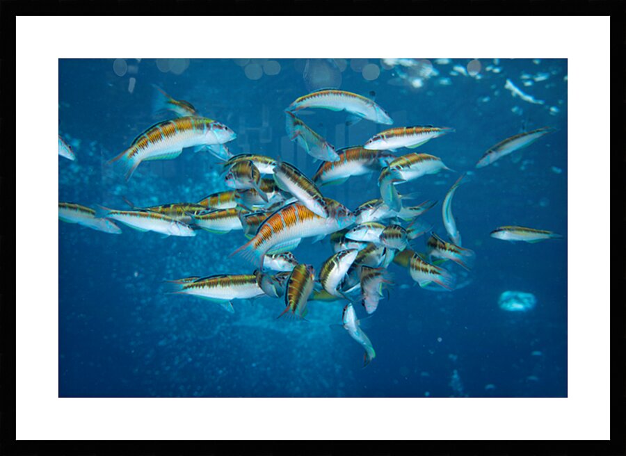 School Rainbow wrasses in Lanzarote by Anthony Leydet