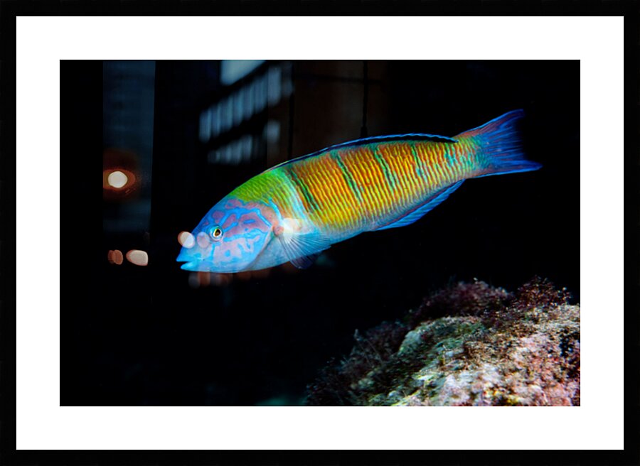 Wonderful Rainbow Wrasse by Anthony Leydet
