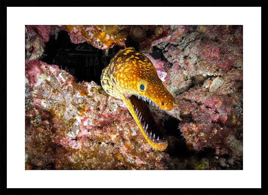 Tiger Moray Eel in Lanzarote by Anthony Leydet