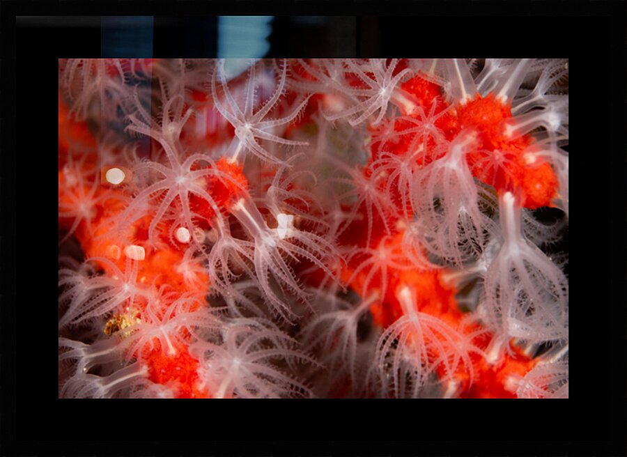 Mediterranean red coral close-up by Anthony Leydet