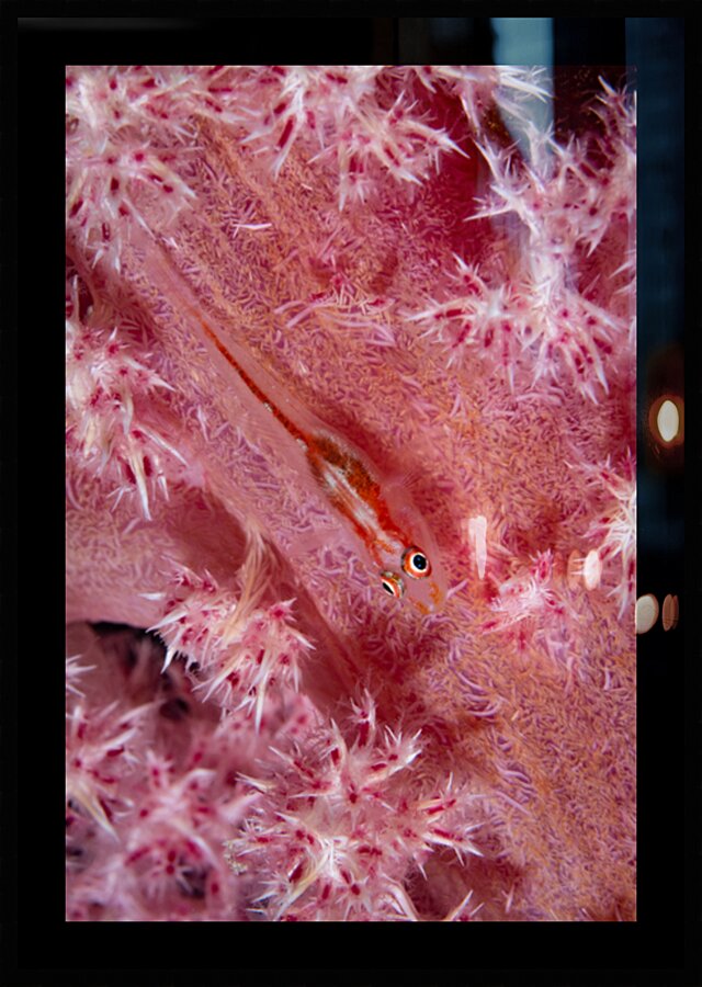 Tiny goby in pink soft coral by Anthony Leydet