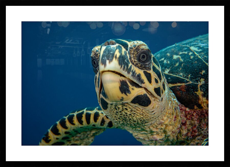 Hawksbill turtle face to face by Anthony Leydet