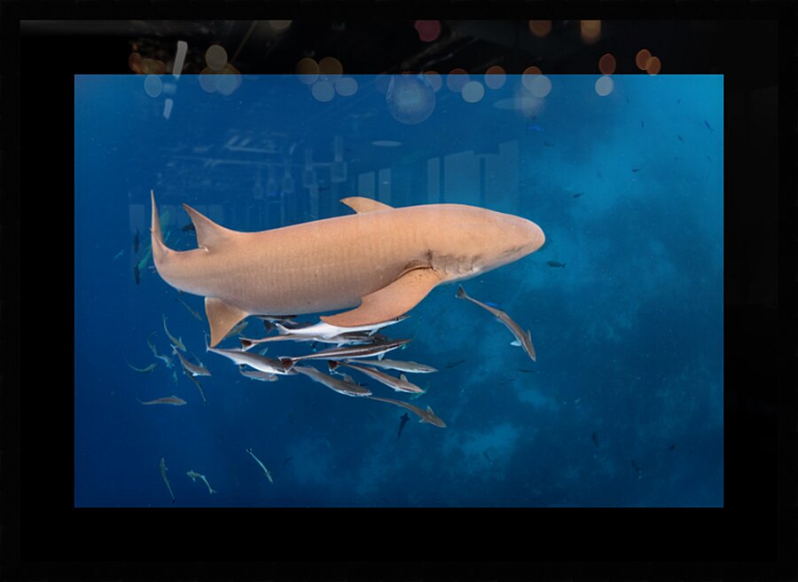 Maldivian nurse shark by Anthony Leydet