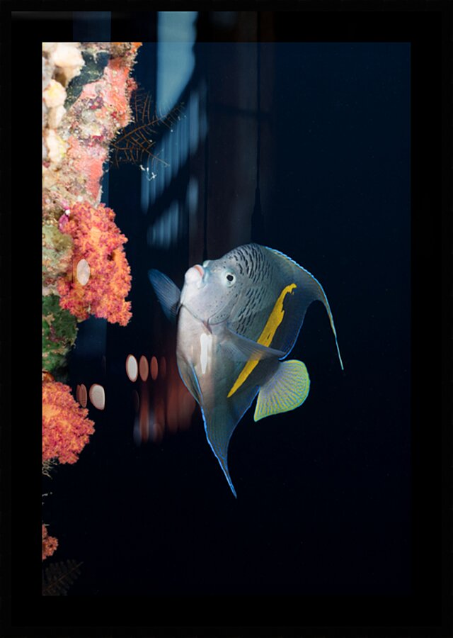 Yellowbar Angelfish by Anthony Leydet