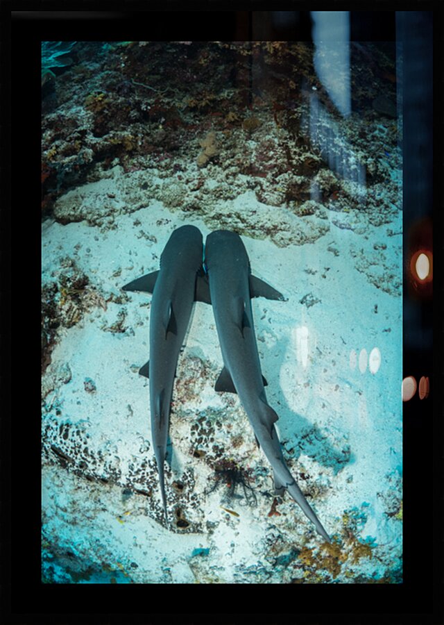 Whitetip reef shark couple by Anthony Leydet