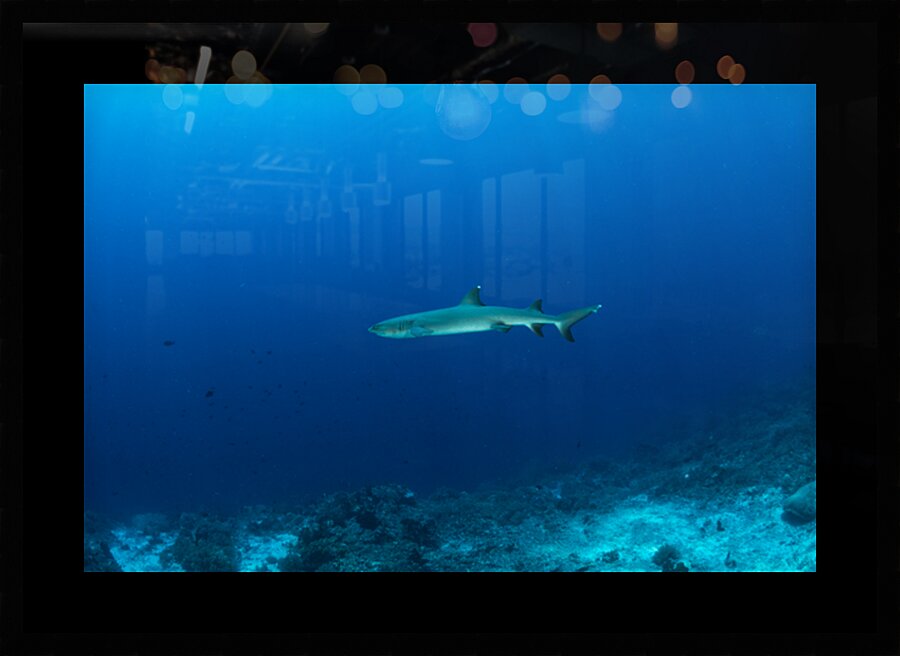 Solo shark in the blue by Anthony Leydet