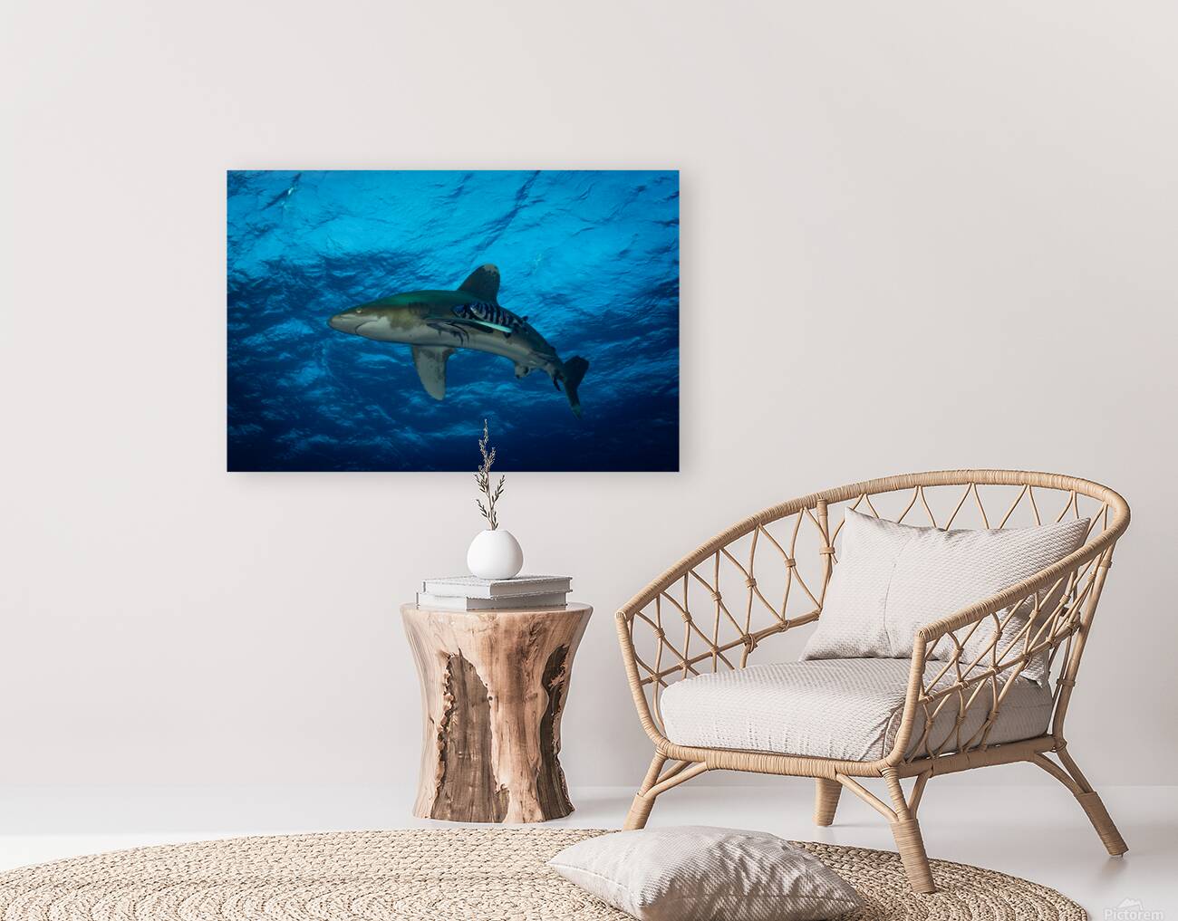 Oceanic Whitetip shark Reproduction