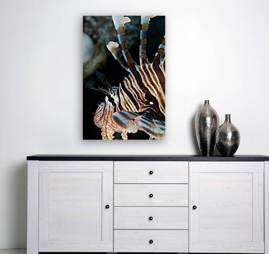 Lionfish close-up Reproduction