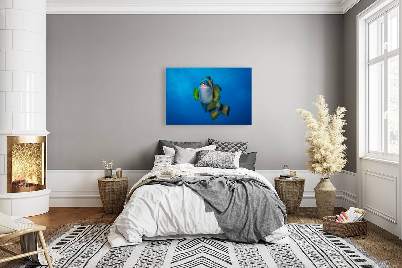 The Impressive Titan Triggerfish Reproduction