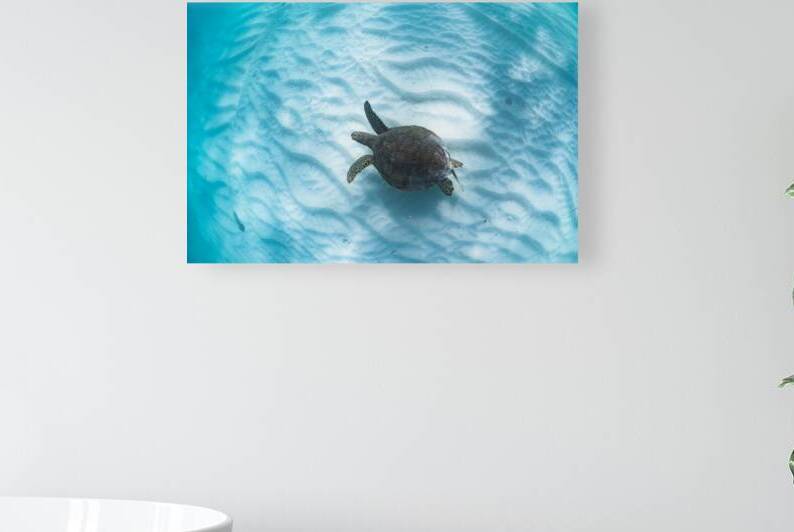 Green turtle in maldivian lagoon by Anthony Leydet