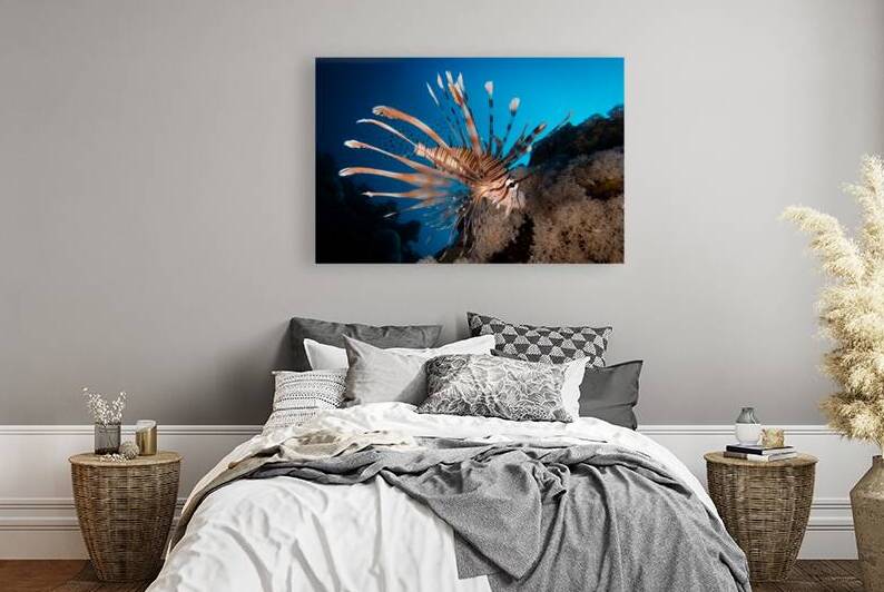 Lionfish over the reef by Anthony Leydet