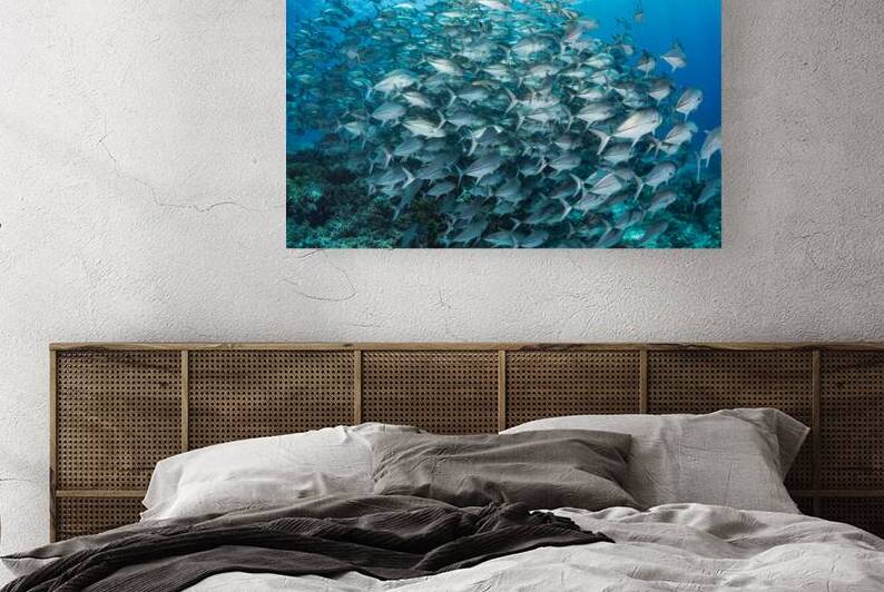 School of bigeye trevallies by Anthony Leydet