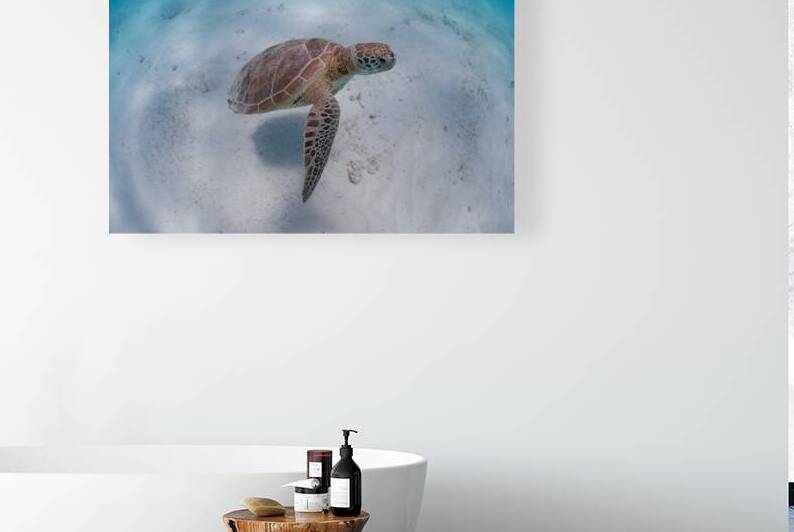 Green turtle and blue water - Maldives by Anthony Leydet