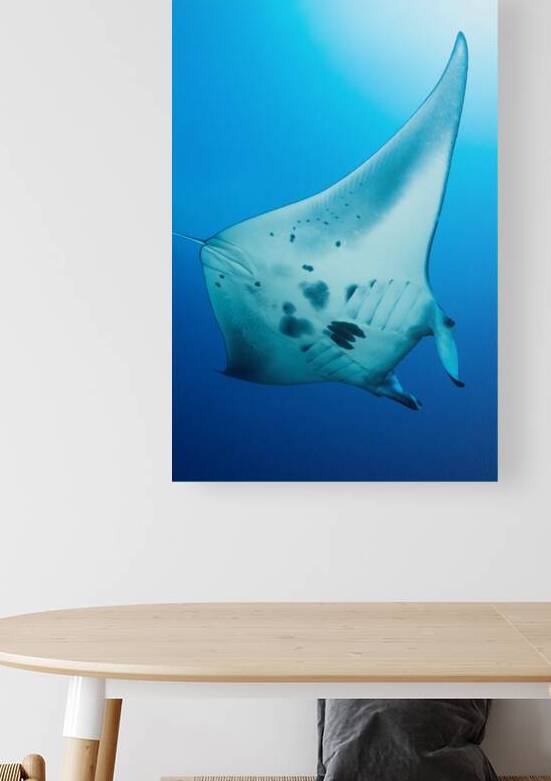 Manta ray in the blue of Tubbataha by Anthony Leydet