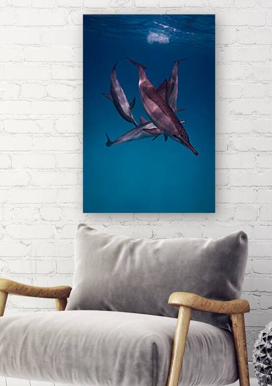 Playful spinner dolphins - Red Sea - Sataya by Anthony Leydet