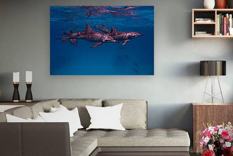 Spinner dolphins - Red Sea - Sataya Lagoon by Anthony Leydet