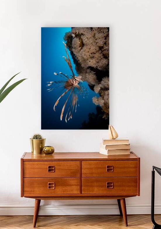 Elegant Lionfish with blu background  by Anthony Leydet