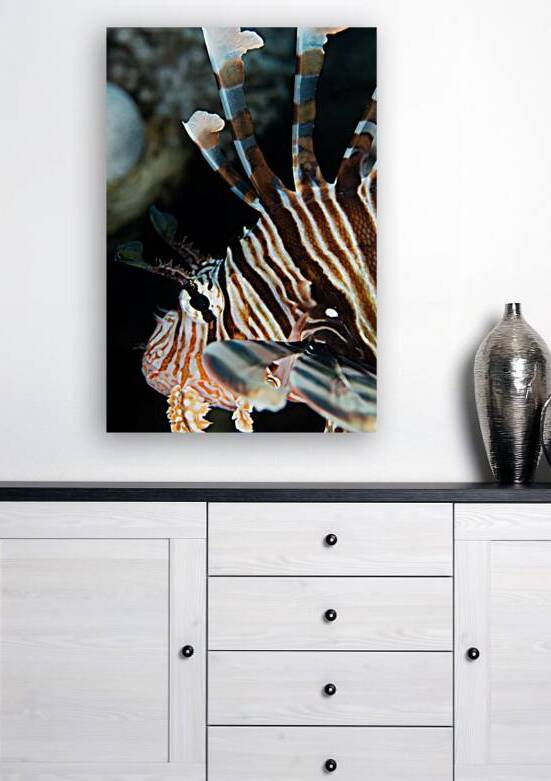 Lionfish close-up by Anthony Leydet