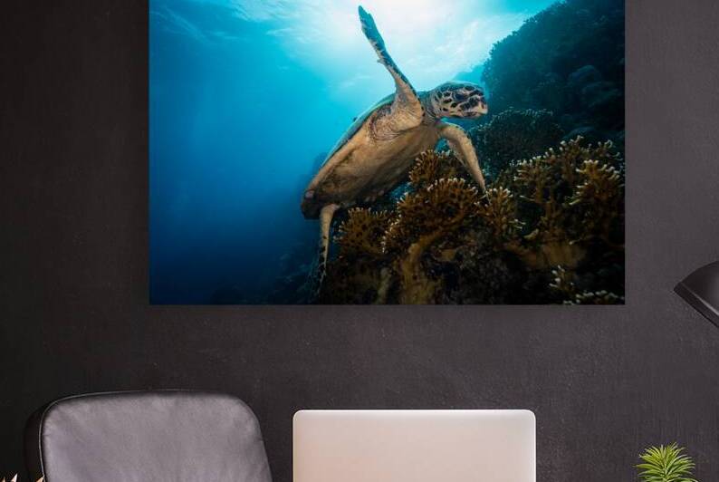 Hawsbill turtle climbing corals by Anthony Leydet