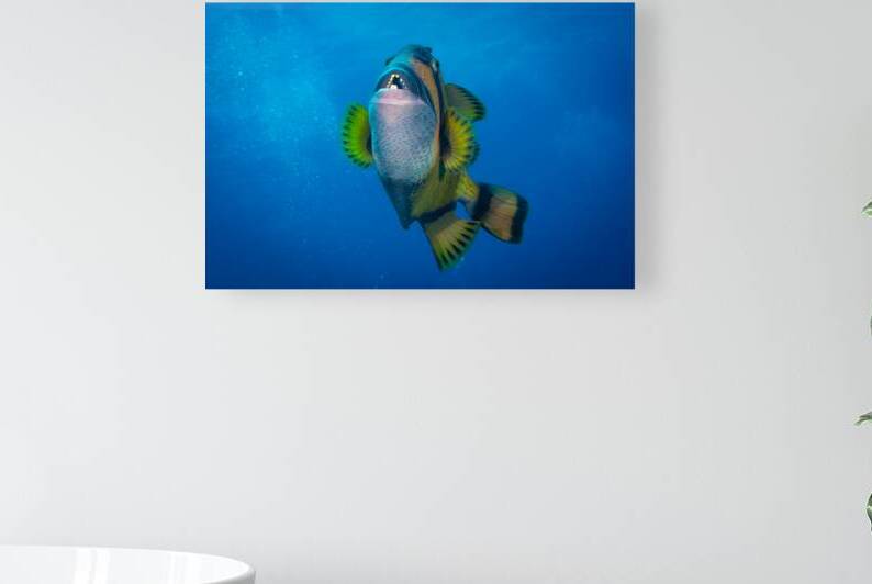 The Impressive Titan Triggerfish by Anthony Leydet