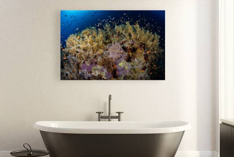 Vibrant coral reef with explosion of life by Anthony Leydet