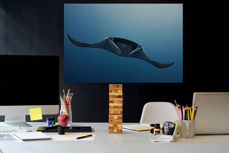Face to face with manta ray by Anthony Leydet