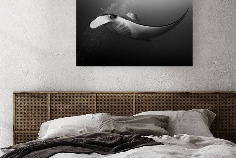 Manta & Jackfish collaboration by Anthony Leydet
