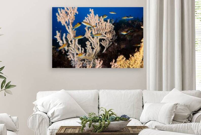 underwater scenery in Lanzarote with rainbow wrasses by Anthony Leydet