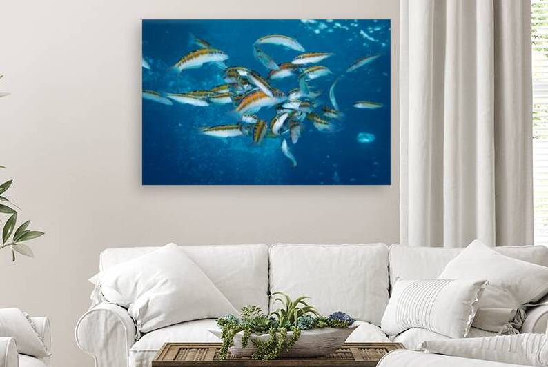 School Rainbow wrasses in Lanzarote by Anthony Leydet