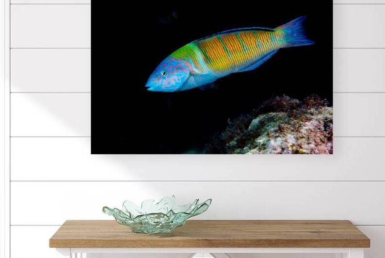 Wonderful Rainbow Wrasse by Anthony Leydet