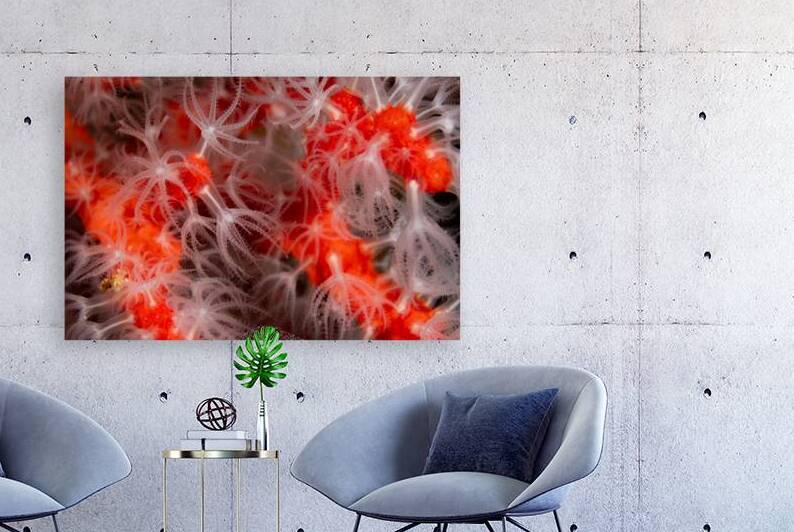 Mediterranean red coral close-up by Anthony Leydet
